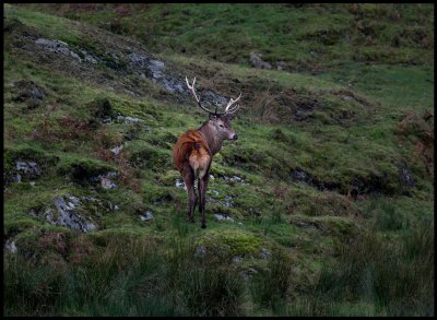 Male Red Deer at West Tarbert (Kronhjort - Cervus elaphus) Scotland (controlled conditions)