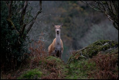 Female Red Deer (Kronhjort - Cervus elaphus)  Scotland    (controlled conditions)