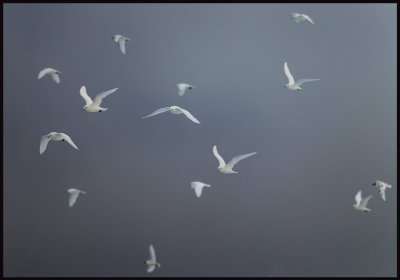 Ivory Gulls (Isms - Pagophila eburnea) Svalbard 82 degr N / 20 deg E