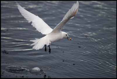 Adult Ivory Gull (Isms - Pagophila eburnea) Svalbard 82 degr N / 20 deg E