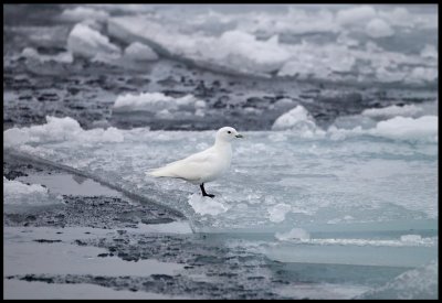 Adult Ivory Gull (Isms - Pagophila eburnea) Svalbard 82 degr N / 20 deg E