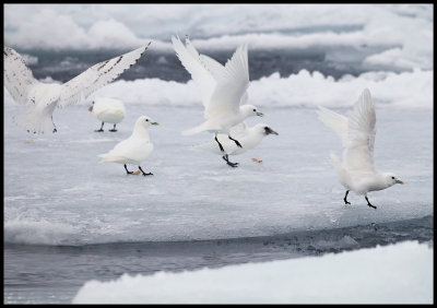 Ivory Gull (Isms - Pagophila eburnea) feeding on bacon - Svalbard 82 degr N / 20 deg E