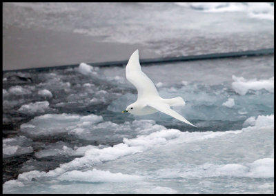 Adult Ivory Gull (Isms - Pagophila eburnea) Svalbard 82 degr N / 20 deg E