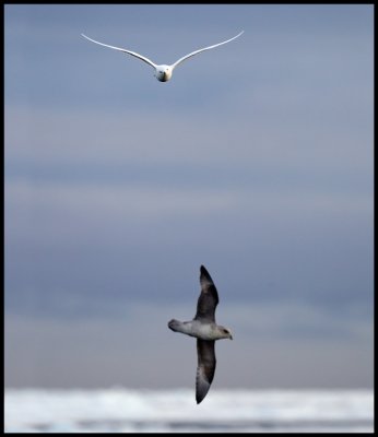 Adult Ivory Gull (Isms - Pagophila eburnea) and Fulmar in Svalbard at 82 degr N / 20 deg E