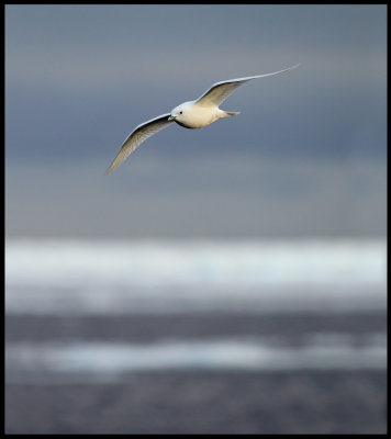 Adult Ivory Gull (Isms - Pagophila eburnea) Svalbard 82 degr N / 20 deg E