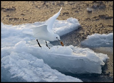 Adult Ivory Gull (Isms - Pagophila eburnea) Svalbard 82 degr N / 20 deg E