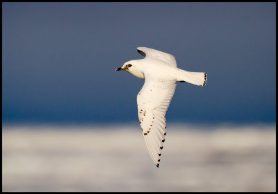 Juvenile Ivory Gull (Isms - Pagophila eburnea) Svalbard 82 degr N / 20 deg E