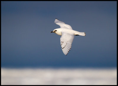Juvenile Ivory Gull (Isms - Pagophila eburnea) Svalbard 82 degr N / 20 deg E