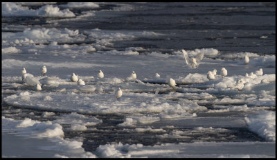 23 Ivory Gulls (Isms - Pagophila eburnea) Svalbard 82 degr N / 20 deg E