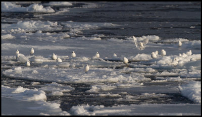 23 Ivory Gulls (Ismås - Pagophila eburnea) Svalbard 82 degr N / 20 deg E