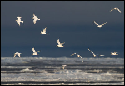 Ivory Gulls (Isms - Pagophila eburnea) Svalbard 82 degr N / 20 deg E