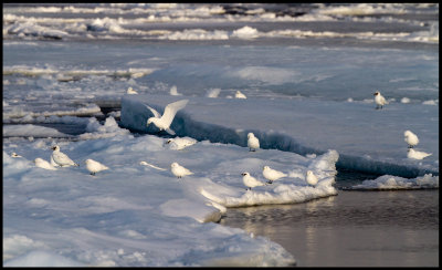 14 ad. + 4 juv. Ivory Gulls (Isms - Pagophila eburnea) Svalbard 82 degr N / 20 deg E