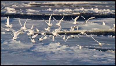 31 (?) Ivory Gulls (Isms - Pagophila eburnea) Svalbard 82 degr N / 20 deg E