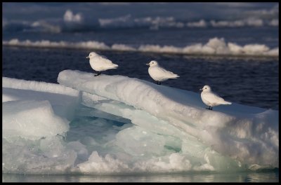 Adult Ivory Gulls (Isms - Pagophila eburnea) Svalbard 82 degr N / 20 deg E