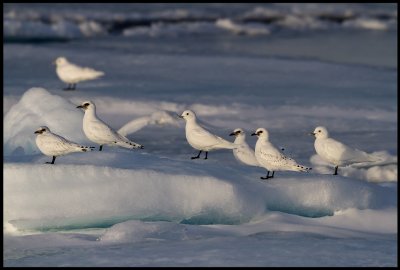 Ivory Gulls (Isms - Pagophila eburnea) Svalbard 82 degr N / 20 deg E