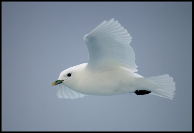 Adult Ivory Gull (Isms - Pagophila eburnea) Svalbard 82 degr N / 20 deg E