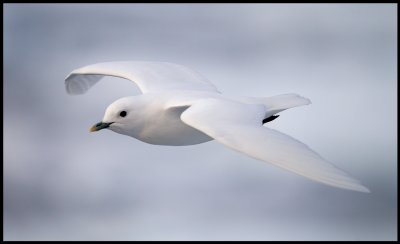 Adult Ivory Gull (Isms - Pagophila eburnea) Svalbard 82 degr N / 20 deg E