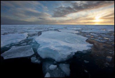 The land of Ivory Gulls - ice year around north of Svalbard