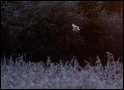 Barnowl hunting in frosty morning - Cley Next to Sea England