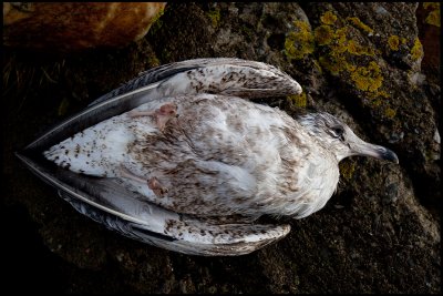 Young Herring Gull did not survive the cold night - Simrishamn