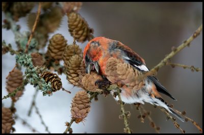 Male Two-barred Crossbill (Bndelkorsnbb) eating favourite food - Larch cones