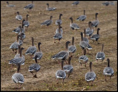 Pink-footed Geese (Spetsbergsgss) - Cley England
