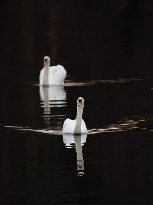 Mute Swans (Knlsvanar) - England