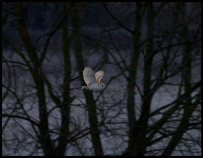 Barnowl hunting in early morning - Cley Next to Sea England