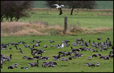Brent Geese (Prutgss) - Morston England