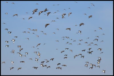 Wigeons (Blsnder - Anas penelope) near Zierikzee - Holland