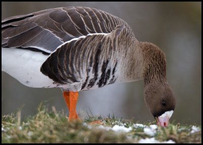 Greater White-fronted Goose (Blsgs - Anser albifrons)  De Biebosch - Holland