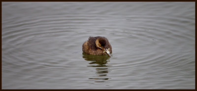 Little Grebe catching a fish (Smdopping)