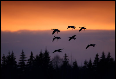 Bean Geese at dusk (Sdgss) - Sdra Udde
