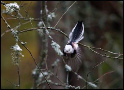 Not really sharp, but what a beautiful tail!!! - Long-tailed Tit (Stjrtmes) - Krestad