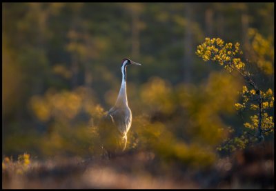 A Crane walking around at the bog in beautiful morning light