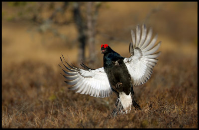 Black Grouse (Orre) arriving to the lekking place at the bog