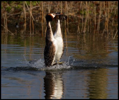 Great -crested Grebes mating display - Rotterdam