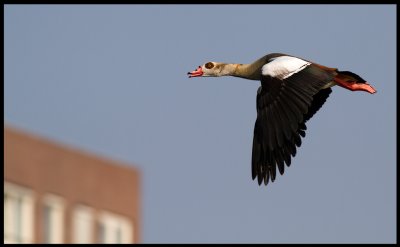 Egyptian Goose (Alopochen aegyptiaca - Nilgs) in Rotterdam