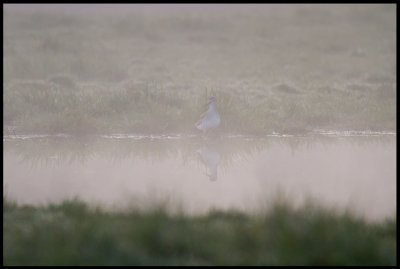 Greater Yellowlegs in morning fog - a very rare bird in Europe (Holland)
