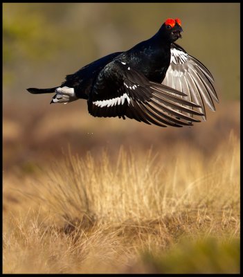 Black Grouse making a short fight