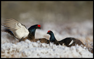 Black Grouse (Orrar) fighting in the morning after the last snowstorm in march