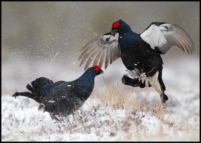Bitterly cold and snowstorm during Easter but the Black Grouse does not care