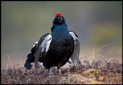 A beautiful mail Black Grouse