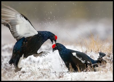 Bitterly cold and snowstorm during Easter but the Black Grouse does not care