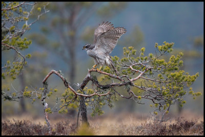 A spectacular guest at the bog and the Grouse lekking place - a female Goshawk (Duvhk)