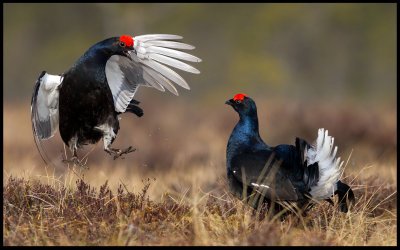 Fighting Black Grouses