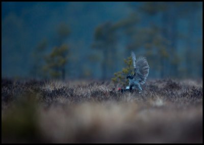 A female Goshawk is killing a male Black Grouse 25 minutes before sunrise