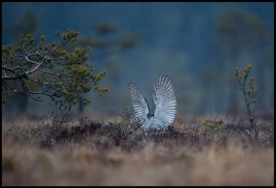 The Goshawk has captured the Black Grouse and is holding it tight with the claws
