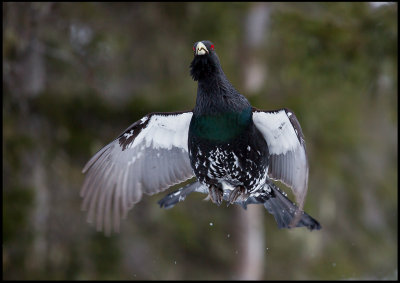 Male Capercaillie jumping