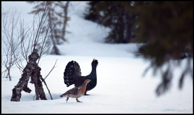 A male Capercaillie  courting a female bird